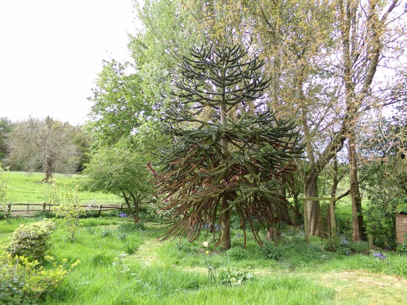 Woodland area- click for photo gallery